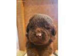 Newfoundland Puppy for sale in Beresford, SD, USA