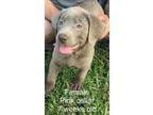 Labrador Retriever Puppy for sale in Rogersville, AL, USA