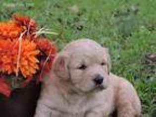 Golden Retriever Puppy for sale in Pounding Mill, VA, USA