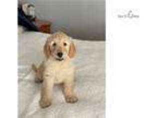 Goldendoodle Puppy for sale in Fort Worth, TX, USA