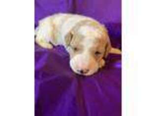 Goldendoodle Puppy for sale in Columbiana, AL, USA