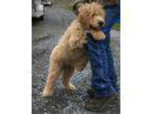 Goldendoodle Puppy for sale in Bristol, TN, USA