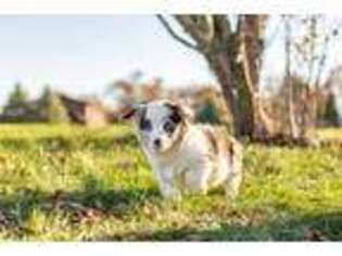 Pembroke Welsh Corgi Puppy for sale in Warsaw, IN, USA