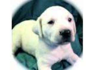 Labrador Retriever Puppy for sale in STERLING, MA, USA