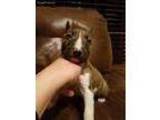Bull Terrier Puppy for sale in Anacoco, LA, USA