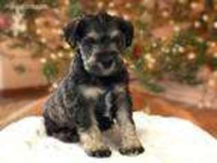Mutt Puppy for sale in Bayfield, CO, USA