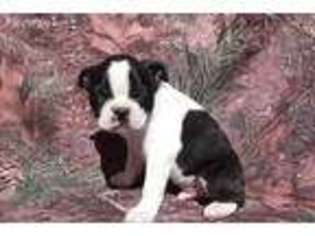 Boston Terrier Puppy for sale in Charlotte, NC, USA