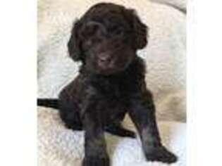 Labradoodle Puppy for sale in Wilmington, NC, USA