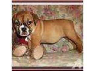 Bulldog Puppy for sale in MARIANNA, FL, USA