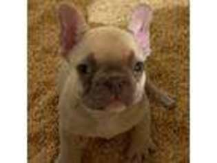 French Bulldog Puppy for sale in Peoria, IL, USA