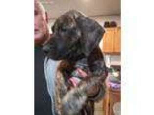 Great Dane Puppy for sale in Caldwell, ID, USA