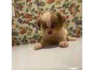 Miniature Australian Shepherd Puppy for sale in Pelham, AL, USA