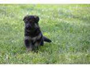 German Shepherd Dog Puppy for sale in El Dorado Springs, MO, USA