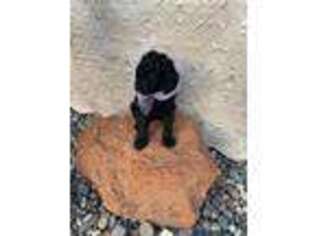 Goldendoodle Puppy for sale in La Palma, CA, USA