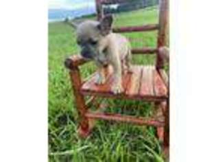 French Bulldog Puppy for sale in Tompkinsville, KY, USA