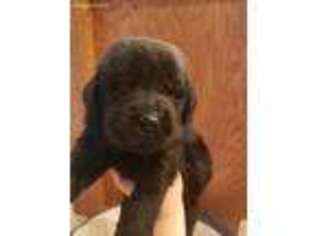 Newfoundland Puppy for sale in Beresford, SD, USA