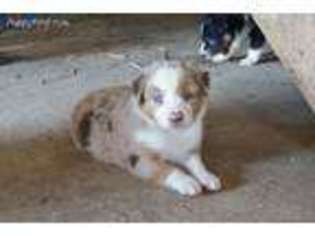 Australian Shepherd Puppy for sale in Bellefontaine, OH, USA