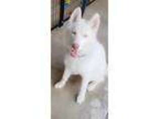 Siberian Husky Puppy for sale in Buena Park, CA, USA