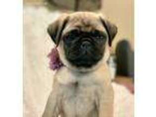 Pug Puppy for sale in Fayetteville, GA, USA