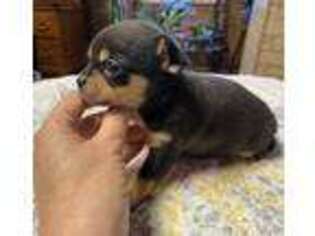 Chihuahua Puppy for sale in Olmitz, KS, USA