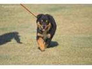 Australian Shepherd Puppy for sale in Oakley, KS, USA