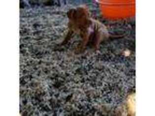 American Bull Dogue De Bordeaux Puppy for sale in Topeka, KS, USA