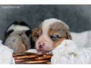 Pembroke Welsh Corgi Puppy for sale in Windsor, MO, USA