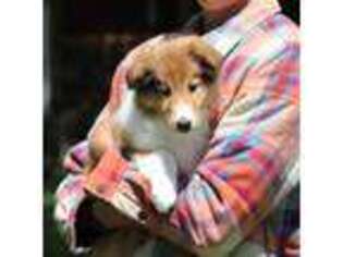 Collie Puppy for sale in Dryden, VA, USA