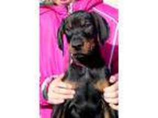 Doberman Pinscher Puppy for sale in Draper, UT, USA