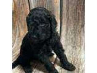 Goldendoodle Puppy for sale in Summerfield, FL, USA