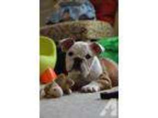 Bulldog Puppy for sale in COLUMBUS, GA, USA