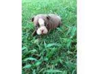 Boston Terrier Puppy for sale in Montezuma, GA, USA