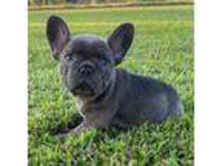 French Bulldog Puppy for sale in Independence, KS, USA