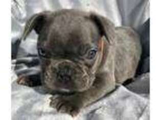 French Bulldog Puppy for sale in Summerville, GA, USA