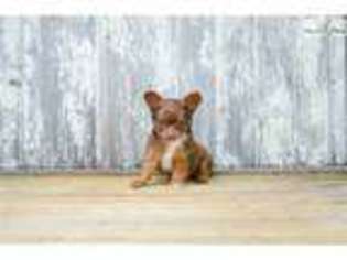 Chihuahua Puppy for sale in Columbus, OH, USA
