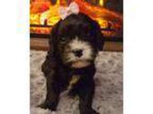 Cavapoo Puppy for sale in Scottsboro, AL, USA