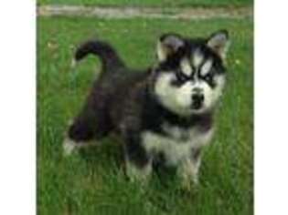 Siberian Husky Puppy for sale in Lima, OH, USA