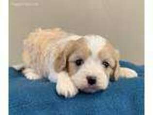 Cavachon Puppy for sale in Roanoke, IL, USA