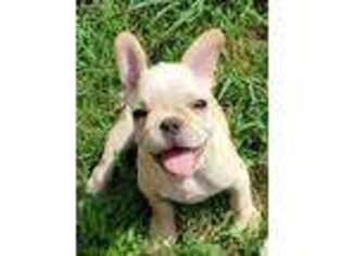 French Bulldog Puppy for sale in Herrin, IL, USA