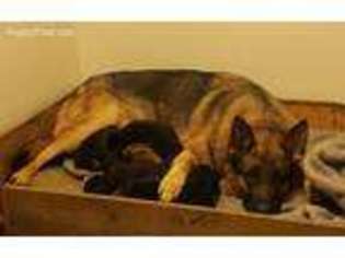 German Shepherd Dog Puppy for sale in Kirksville, MO, USA