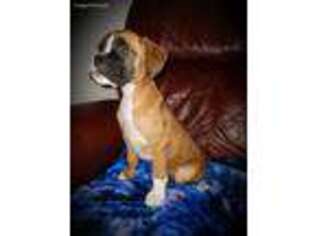 Boxer Puppy for sale in Humboldt, IA, USA