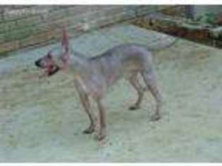 Medium Photo #1 American Hairless Terrier Puppy For Sale in Hopkinsville, KY, USA