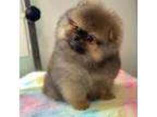 Pomeranian Puppy for sale in Arcata, CA, USA