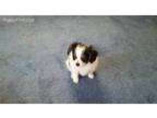 Papillon Puppy for sale in Agency, MO, USA