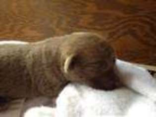 Labrador Retriever Puppy for sale in GREENVILLE, SC, USA