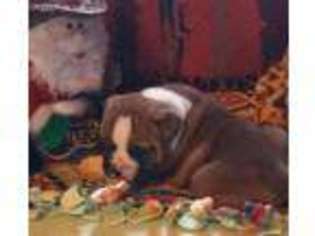 Bulldog Puppy for sale in Copan, OK, USA