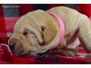 Labrador Retriever Puppy for sale in Murphysboro, IL, USA
