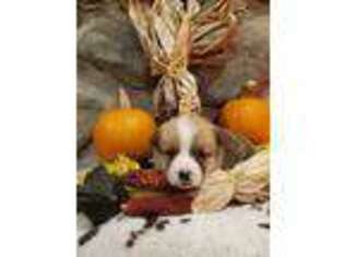 Pembroke Welsh Corgi Puppy for sale in Newark, OH, USA
