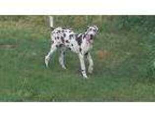 Great Dane Puppy for sale in Dows, IA, USA
