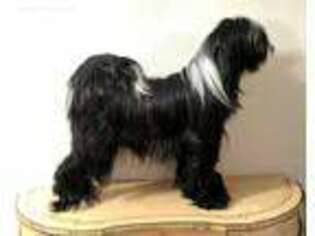 Tibetan Terrier Puppy for sale in Cottage Grove, OR, USA